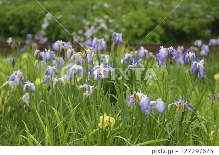 旭公園の花しょうぶ 旭公園の花しょうぶ 127297625