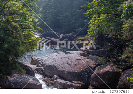 屋久島ヤクスギランド　神が宿る荒川渓谷(5月 127297633