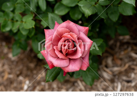 五月のバラ、ブラックティ 127297638