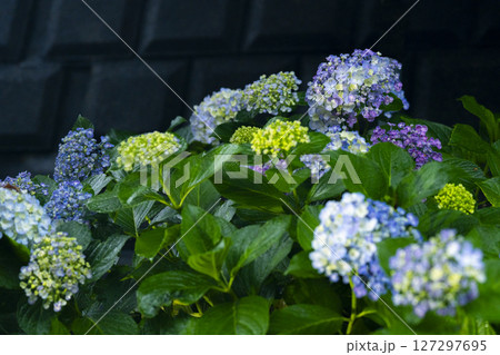 横浜　滝ノ川あじさいロードの紫陽花 127297695