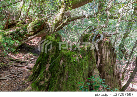 屋久島ヤクスギランド　木漏れ日と屋久杉切り株(5月 127297697