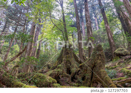 屋久島ヤクスギランド　苔が日本一きれいな森(5月 127297703