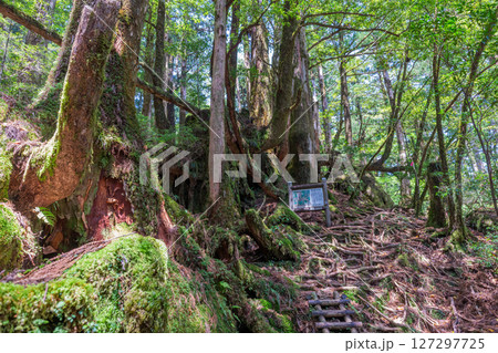 屋久島ヤクスギランド 木漏れ日と屋久杉の森(5月 屋久島ヤクスギランド 木漏れ日と屋久杉の森(5月 127297725