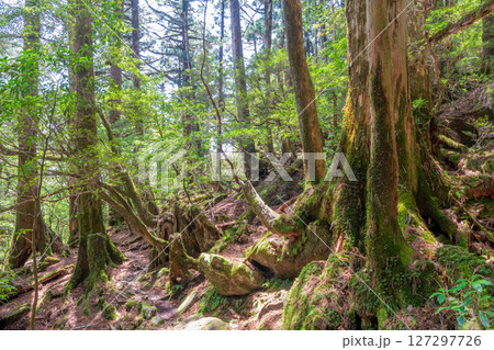 屋久島ヤクスギランド　木漏れ日と屋久杉の森(5月 127297726