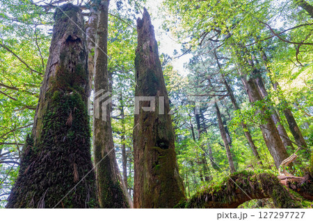 屋久島ヤクスギランド　木漏れ日と屋久杉の森(5月 127297727