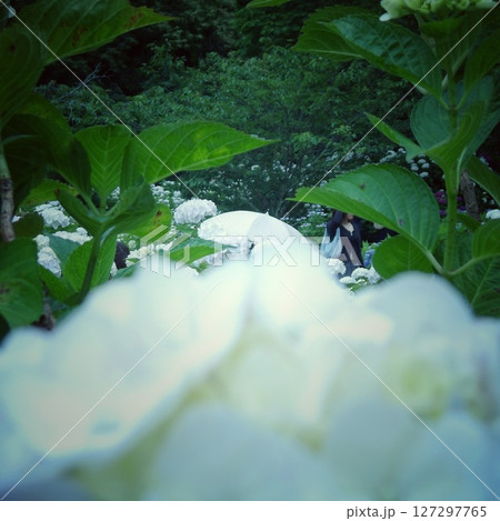 白い紫陽花と白いパラソル 白い紫陽花と白いパラソル 127297765