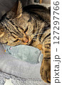 Cute tabby Scottish Straight marble tabby cat sleeping on a fur pillow, close up 127297766