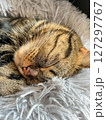Cute tabby Scottish Straight marble tabby cat sleeping on a fur pillow, close up 127297767