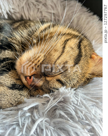 Cute tabby Scottish Straight marble tabby cat sleeping on a fur pillow, close up Cute tabby Scottish Straight marble tabby cat sleeping on a fur pillow, close up 127297767