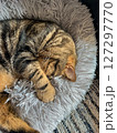 Cute tabby Scottish Straight marble tabby cat sleeping on a fur pillow, close up 127297770