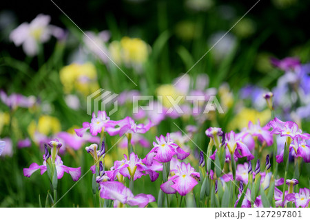 東海市大池公園菖蒲園 127297801