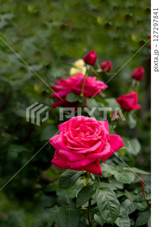 五月のバラ、マリアカラス 五月のバラ、マリアカラス 127297841