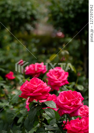 五月のバラ、マリアカラス 五月のバラ、マリアカラス 127297842