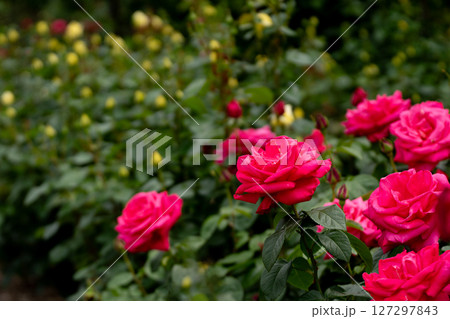 五月のバラ、マリアカラス 127297843
