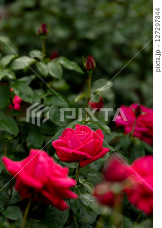 五月のバラ、マリアカラス 五月のバラ、マリアカラス 127297844