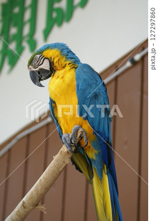 ルリコンゴウインコ 127297860