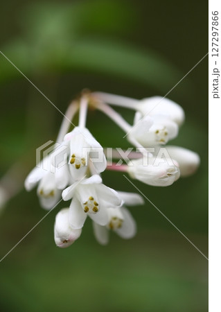 ミツバウツギの花 127297866