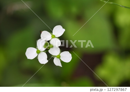 オモダカの花 127297867