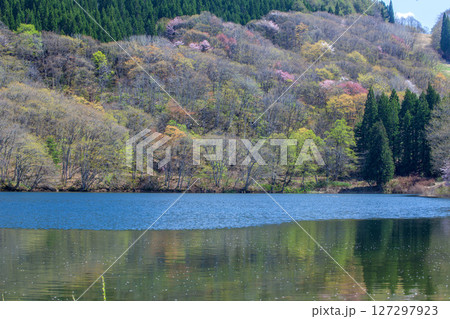 春の蔵王鴫の谷地沼 127297923