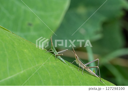 ショウリョウバッタ幼虫 127298100
