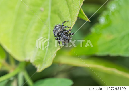 ハエトリグモ（ネコハエトリ） 127298109