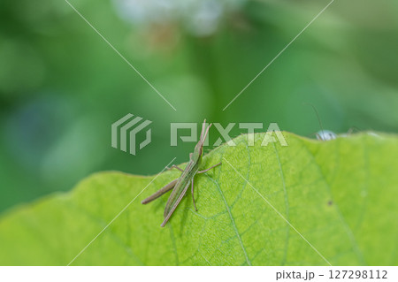 ショウリョウバッタ幼虫 127298112