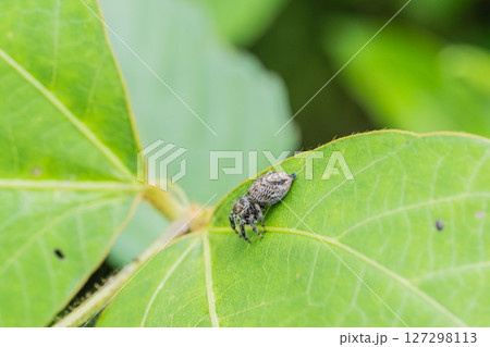 ハエトリグモ（ネコハエトリ） 127298113