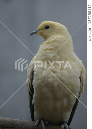 ソデクロバト 127298119