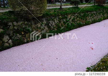 哲学の道と花筏 哲学の道と花筏 127298339