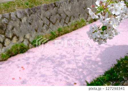 哲学の道と花筏 127298341