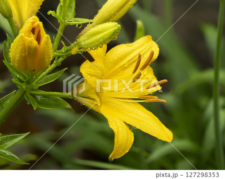 雨に濡れた黄色のスカシユリ 127298353