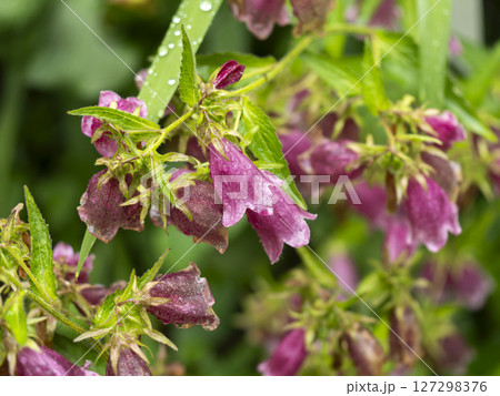 雨に濡れたホタルブクロの花 127298376