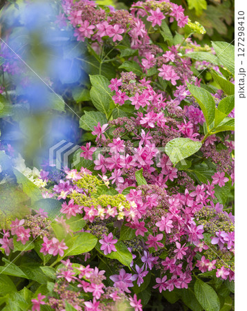 雨の日のガクアジサイ 雨の日のガクアジサイ 127298410