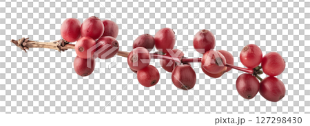 Coffee beans on branch isolated on white background png transparent clipart. Coffee beans on branch isolated on white background png transparent clipart. 127298430