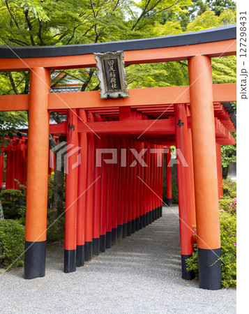立ち並ぶ鮮やかな朱色の鳥居 127298431