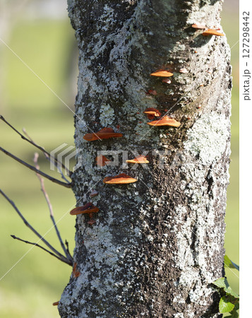 公園の木に生えたヒイロタケ 公園の木に生えたヒイロタケ 127298442