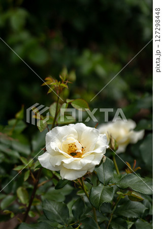 五月のバラ、ホワイトマジック 127298448