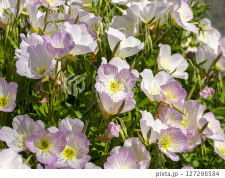 遊歩道沿いに咲くピンクのヒルザキツキミソウ 127298584
