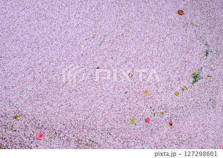 哲学の道の花筏の背景素材 127298601