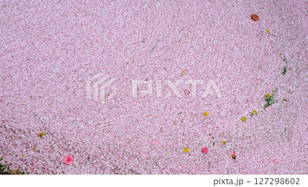 哲学の道の花筏の背景素材 哲学の道の花筏の背景素材 127298602