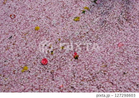 哲学の道の花筏の背景素材 127298603