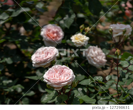 五月のバラ、メルヘンツァウバー 127298631