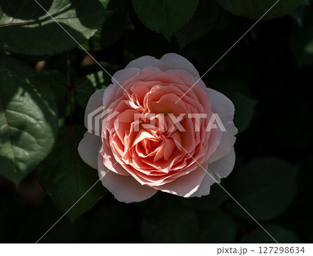 五月のバラ、メルヘンツァウバー 127298634
