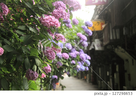 さくら新道の咲き乱れる紫陽花ともうなくなってしまった飲み屋街 127298653