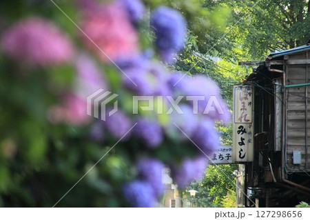 さくら新道の咲き乱れる紫陽花ともうなくなってしまった飲み屋街 127298656