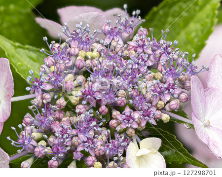 紫色の額紫陽花真花 紫色の額紫陽花真花 127298701
