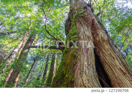 屋久島ヤクスギランド　木漏れ日と屋久杉の森(9月 127298706