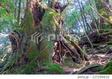 屋久島ヤクスギランド　木漏れ日と屋久杉の森(9月 127298810