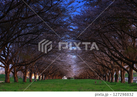 満開になった桜の花 満開になった桜の花 127298832