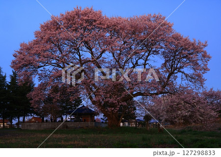 満開になった桜の花 満開になった桜の花 127298833